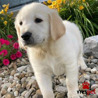Ράτσα: Γκόλντεν Ριτρίβερ - Golden Retriever | Ηλικία: 2,5 μηνών | Φύλο: Αρσενικό | Αρ. Microchip: 9445907289321 | Ιδιώτης | Εκπαιδευμένο | Pedigree | Περιοχή: Αθήνα, Αττική